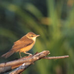 Acrocephalus_arundinaceus_(Marek_Szczepanek)