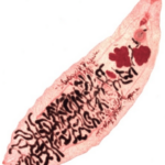 Adult-stage-of-Dicrocoelium-dendriticum.ppm