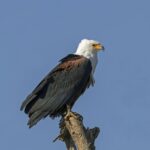 African_fish_eagle_(Haliaeetus_vocifer)_Ethiopia