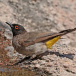 African_red-eyed_bulbul_(Pycnonotus_nigricans)