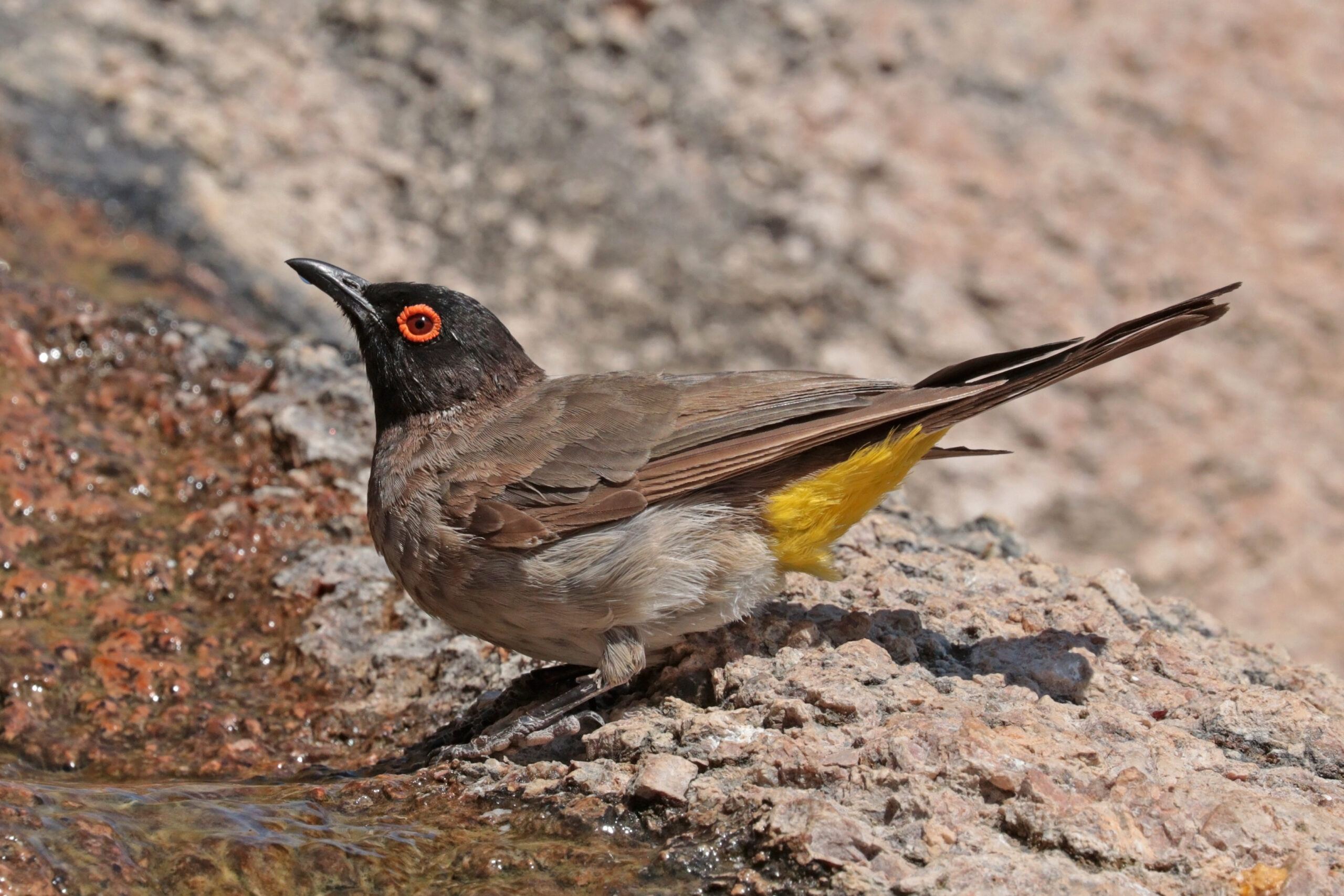 Bulbul rudooký
