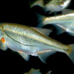 Alburnoides-bipunctatus6