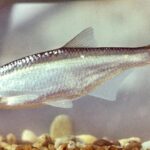 Alburnus_alburnus_Hungary
