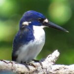 Little Kingfisher