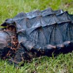 Alligator_snapping_turtle