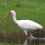 American_White_IbisII