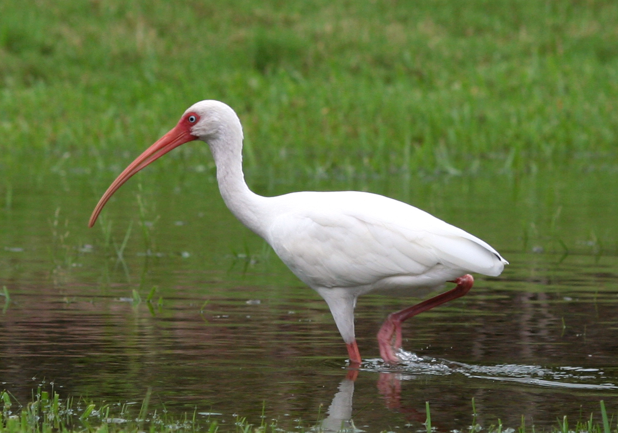 Ibis bílý