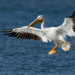 American_White_Pelican