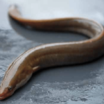 An-adult-european-eel-Anguilla-anguilla-european-eels-spend-their-adult-lives-in