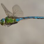 Anax-imperator-DIF-5681-Edit