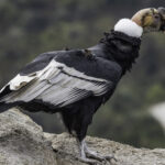 Andean-Condor-Nevados-01