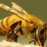 Apis-Nuluensis