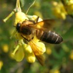 ApisLaboriosa1