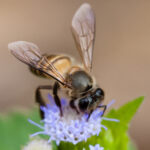 Apis_cerana,_Asiatic_honey_bee_-_Khao_Yai_National_Park