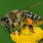 Apis_mellifera_Western_honey_bee