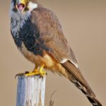 Aplomado_Falcon_portrait