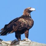 Aquila_audax_-_Captain’s_Flat