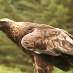 Aquila_chrysaetos_Flickr