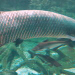 Arapaima_gigas_at_Beijing_aquarium