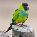 Aratinga-nenday-1