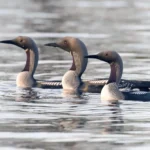 Arctic-loon-Gavia-arctica-©-Risto-Puranen-scaled.jpg