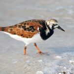 Arenaria_interpres_(habitus)