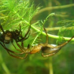 Argyroneta_aquatica_Paar