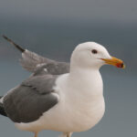 Armenian_Gull_standing,_closeup_at_Sevan_Lake