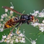 Asian_hornet_Vespa_velutina-scaled