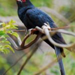Asian_koel