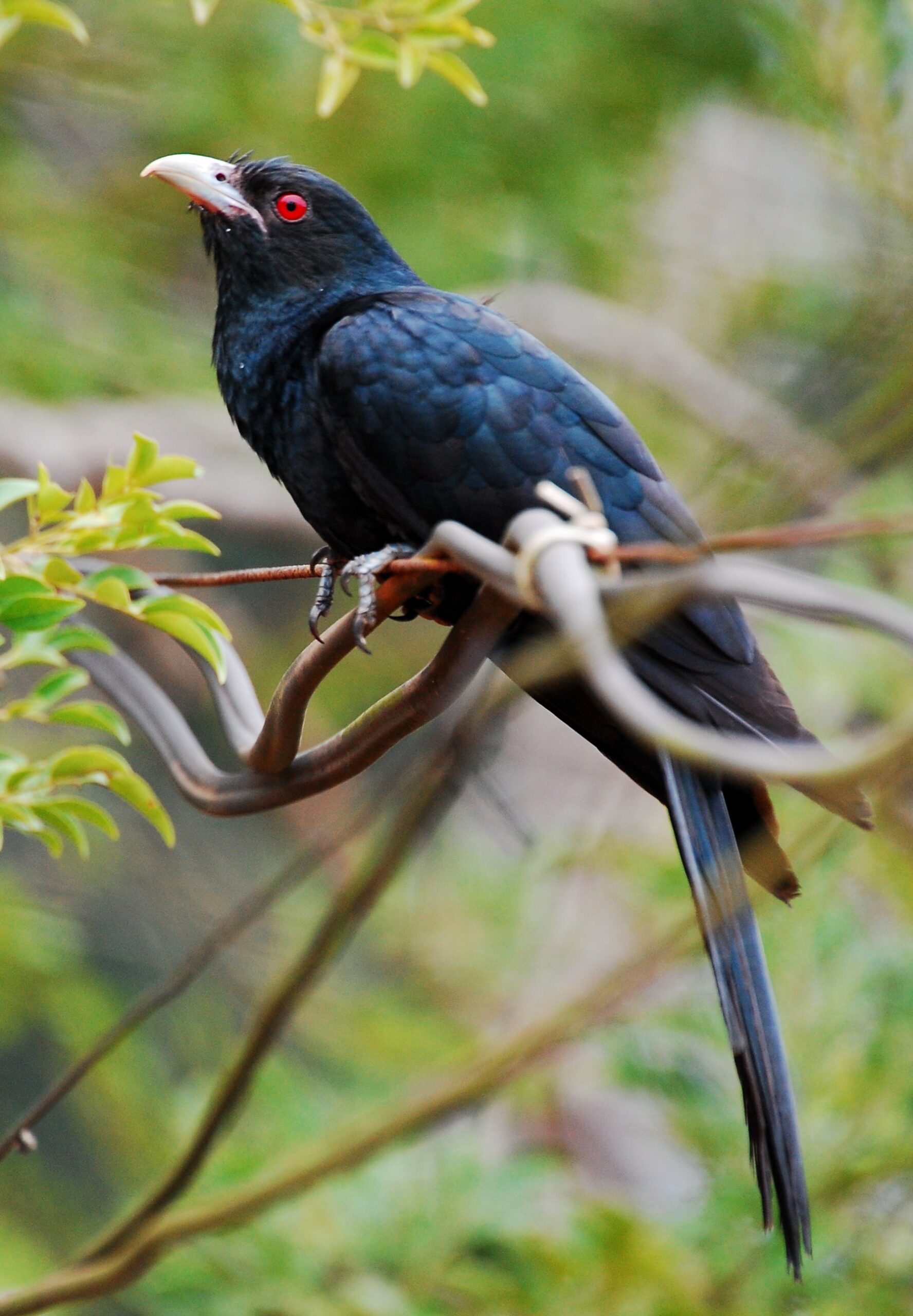 Kukačka koel