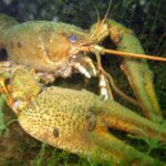 Astacus_leptodactylus_Blausteinsee_05