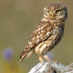 Athene_noctua_(portrait)