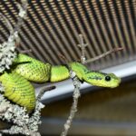 Atheris_nitschei