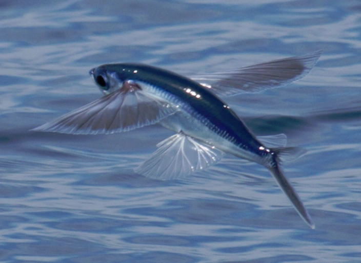 Cheilopogon melanurus