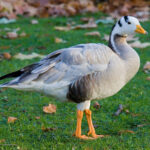Bar-headed_Goose_-_St_James’s_Park,_London_-_Nov_2006