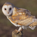 Barn_Owl,_Lancashire