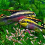Barvivo-cervenobricho-Pelvicachromis-pulcher