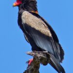 Bateleur_Eagle_(Terathopius_ecaudatus)_male_(12639730324)
