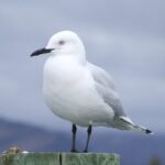 Black-billed_Gull_(5)_edit