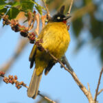 Black-crested_Bulbul_Pycnonotus_melanicterus_(Gmelin,_1789)_(6088089731)