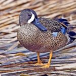Blue-Winged_Teal