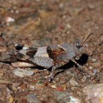 Blue-winged_grasshopper_(Oedipoda_caerulescens)_male