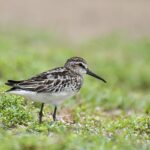 Broad_billed_sandpiper_by_Sreedev_Puthur