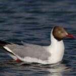 Brown-headed_Gull._in_breeding_plumage
