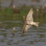 Brown-throated martin, Riparia paludicola, at Marievale Nature R