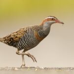 Buff-banded_Rail_1_-_Newington