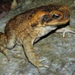 Bufo_marinus_from_Australia