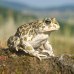 Bufotes_balearicus_female_quadrat