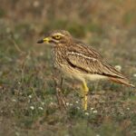 Burhinus_oedicnemus_insularum_Lanzarote_1